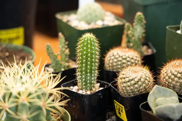 Zöld Kaktusz Egy Növényóvodában — Stock Fotó