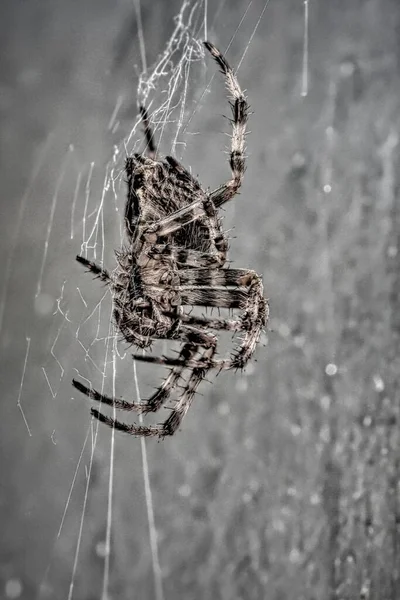 Vertikální Stupnice Šedi Zahradního Pavouka Pavučině — Stock fotografie