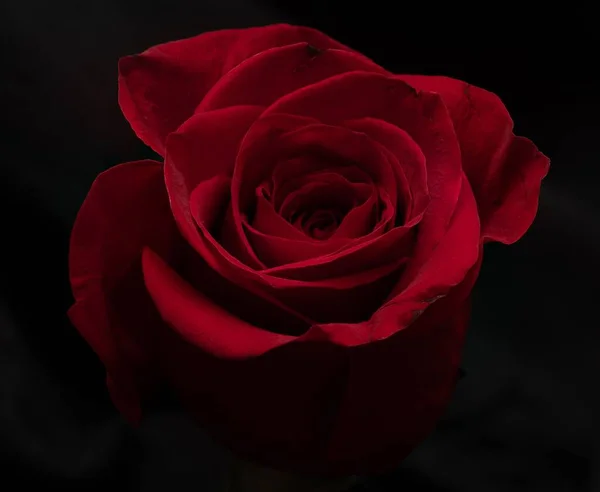 Ένα Κοντινό Πλάνο Του Κόκκινου Τριαντάφυλλου Στον Κήπο — Φωτογραφία Αρχείου
