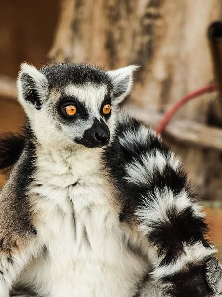 Portrait Vertical Lémurien Madagaskari Zoo Belge — Photo