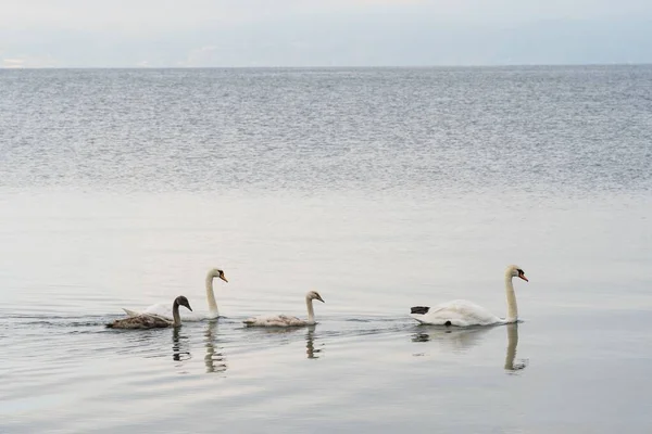 Una Hermosa Vista Una Familia Cisnes Nadando Lago — Foto de Stock