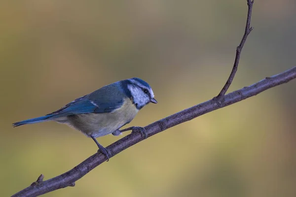 Closeup Shot Cute Eurasian Blue Tit Bird Perched Branch — Stock fotografie