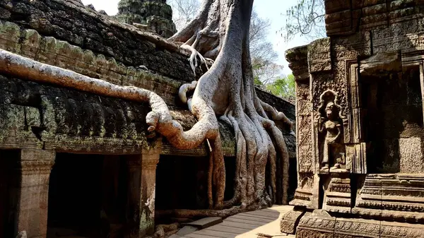 Primer Plano Antiguo Edificio Bajo Raíces Árboles Krong Siem Reap —  Fotos de Stock