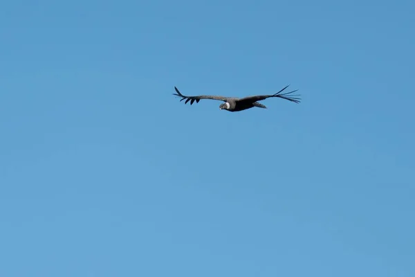 Andeanský Kondor Otevřenými Křídly Vznášejícími Vysoko Modré Obloze — Stock fotografie
