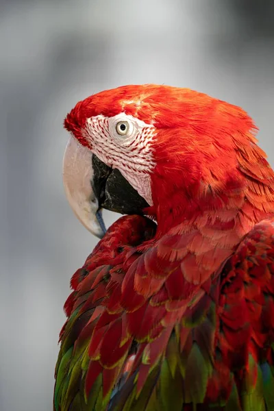 Bulanık Bir Arkaplanda Kırmızı Bir Kırmızı Papağan Portresi — Stok fotoğraf