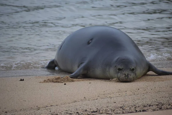 Seal Lying Sandy Beach — Stock Photo, Image