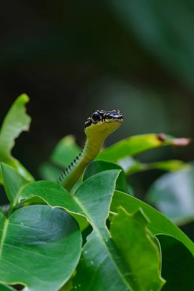 Uma Cabeça Cobra Chrysopelea Ornata Através Folhas Verdes Planta Com — Fotografia de Stock