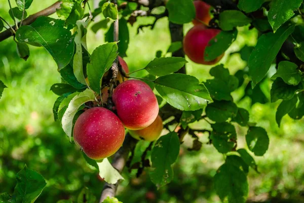 Zbliżenie Rosnących Jabłek Drzewie — Zdjęcie stockowe
