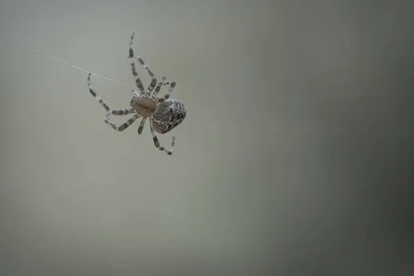 Křížový Pavouk Plazící Pavoučím Vlákně Rozmazaném Pozadí — Stock fotografie