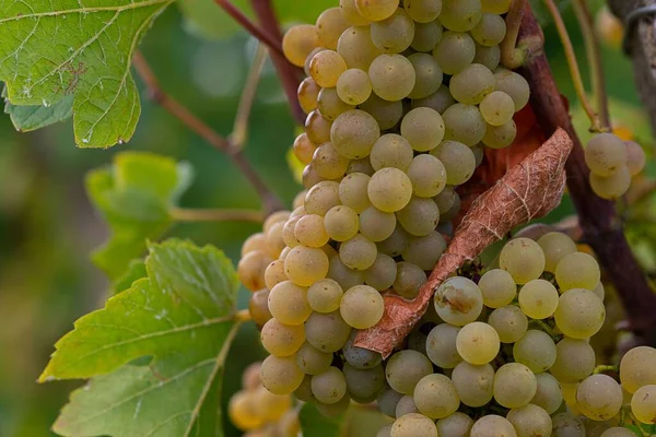 Close Shot Grape Clusters Growing Vineyard — Stock Photo, Image