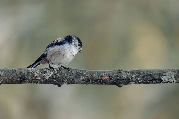 Beautiful Closeup View Long Tailed Tit Perched Tree Branch Blurry — Stockfoto