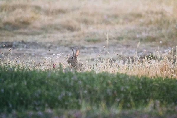 在阳光明媚的日子里 一只毛茸茸的欧洲兔子 小白兔 在草地上 — 图库照片