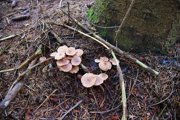 Eine Nahaufnahme Von Wilden Kleinen Pilzen Die Auf Dem Rasenboden — Stockfoto