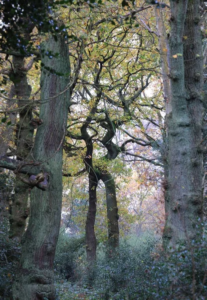 Uma Vertical Uma Floresta Verde Densa Temperada Sutton Park Birmingham — Fotografia de Stock