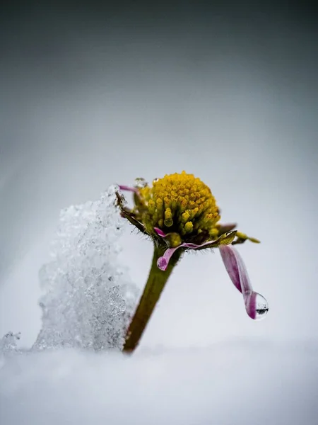一朵覆盖着雪的花的竖直的照片 — 图库照片
