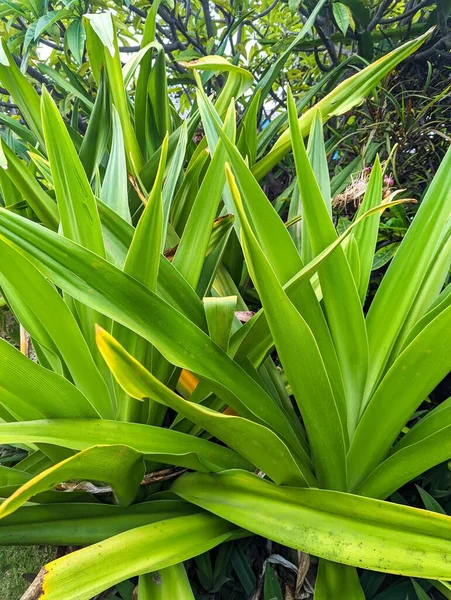 stock image A vertical Closeup of green pandanus stems and leaves growing in an empty field in Oahu, Hawaii