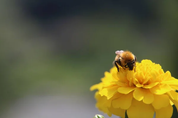 Méhecske Sárga Virágon Nyáron Vagy Tavasszal — Stock Fotó
