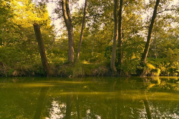 Een Vijver Het Bos Met Reflecties Van Bomen — Stockfoto