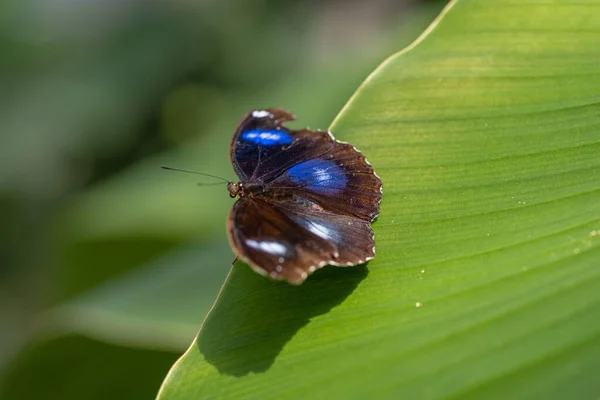 Eine Nahaufnahme Des Schmetterlings Hypolimnas Bolina Der Auf Einem Pflanzenblatt — Stockfoto