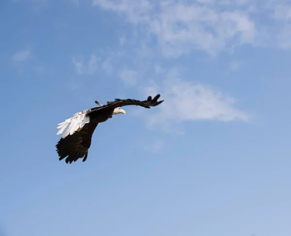하늘에서 솟아오른 독수리 — 스톡 사진