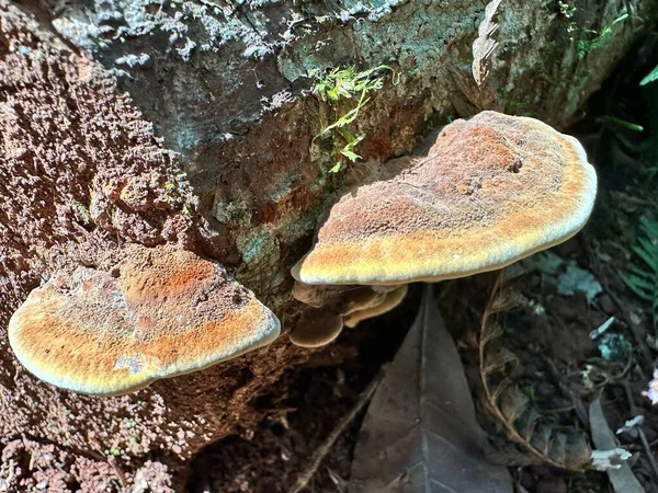 Ein Paar Pilze Auf Einem Baumstamm Sonnenlicht — Stockfoto