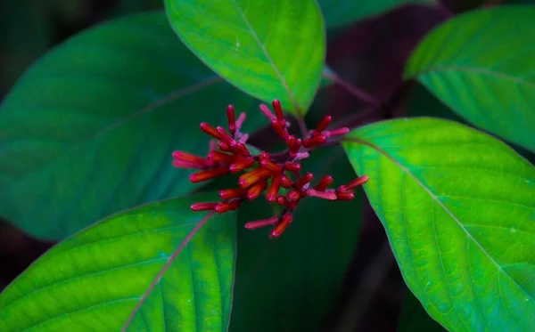 Tiro Seletivo Foco Planta Vermelha Firebush Com Folhas Verdes Exuberantes — Fotografia de Stock