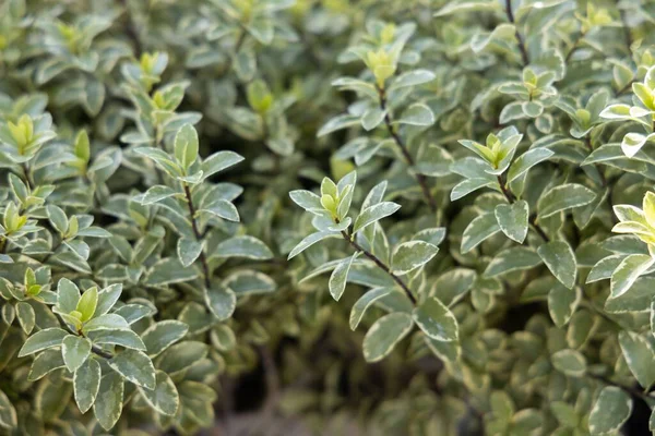Eine Nahaufnahme Der Blätter Von Pittosporum Tenuifolium Silver Queen — Stockfoto