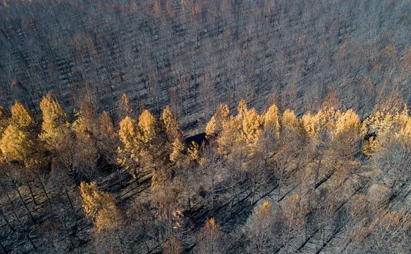 Les Arbres Brûlés Après Feu Forêt Par Une Journée Ensoleillée — Photo