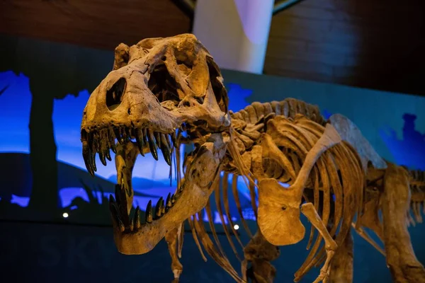 Detailní Záběr Tyranosaurus Rex Kostry Muzeu — Stock fotografie