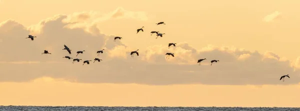 Flock Sandhill Cranes Flying Ocean Sunset — Stock Photo, Image