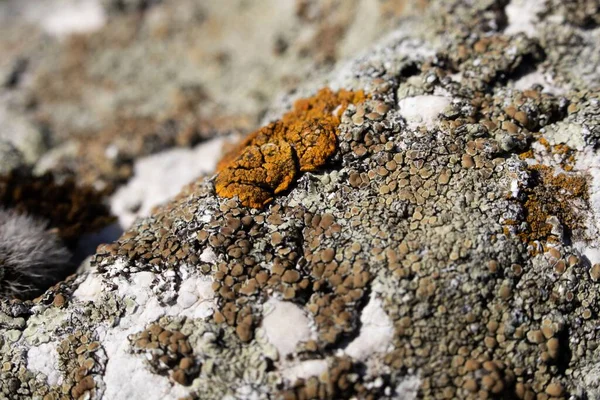Kayanın Yüzeyindeki Portakal Grimsi Zambaklara Yakın Çekim — Stok fotoğraf