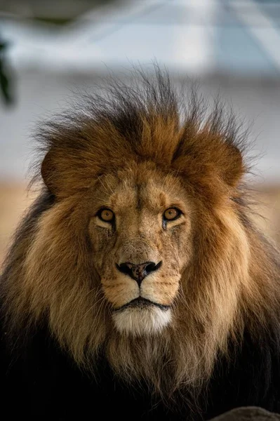 雄狮在模糊的背景下在田野中垂直拍摄的雄狮 — 图库照片