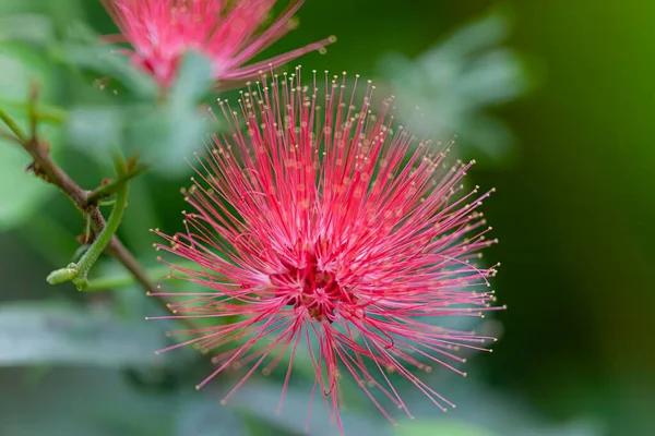 A selective focus shot of red powder puff flowering plant in the garden with blur background