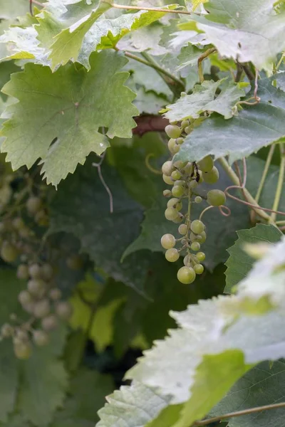Selective Focus Shot Ripe Grapes Vineyard — Stock Photo, Image