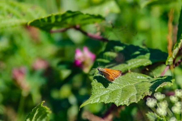 Nahaufnahme Eines Kleinen Skipper Schmetterlings Auf Grünen Blättern Sonnenlicht Mit — Stockfoto