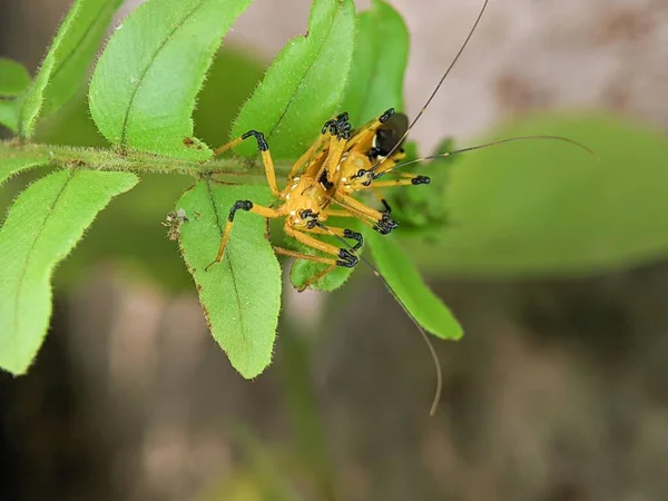 Primer Plano Insecto Asesino Harpactorinae Apareándose Una Hoja Verde Con — Foto de Stock