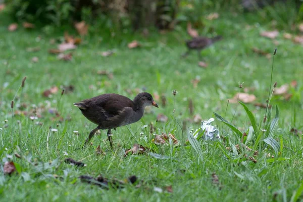 Closeup Common Moorhen Perched Grass Field Blurry Background — Stock Photo, Image