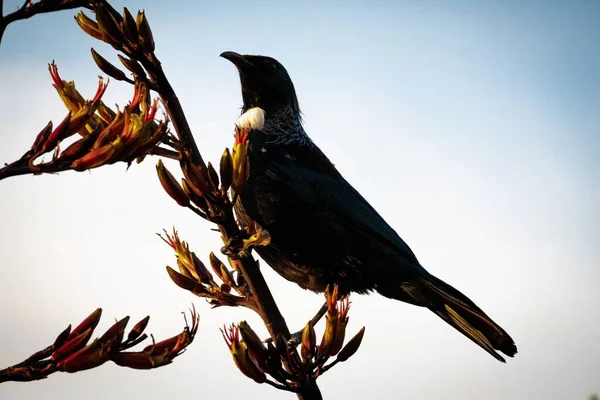 Mavi Gökyüzünde Kurumuş Yapraklarla Bir Dalda Oturan Bir Tui Kuşu — Stok fotoğraf