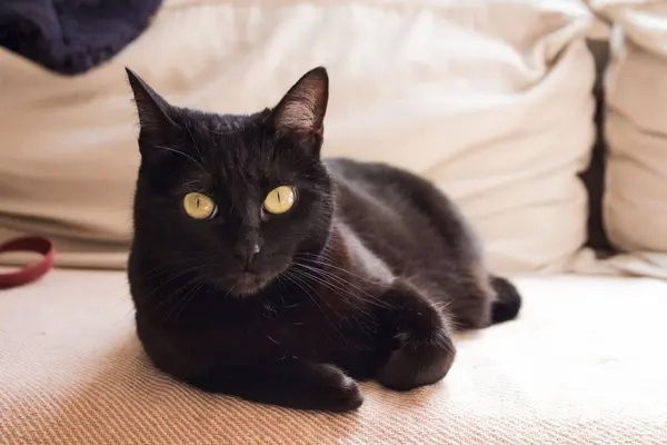 黒猫のクローズアップショットで 黄色の目がぼやけた背景にソファに座っている — ストック写真