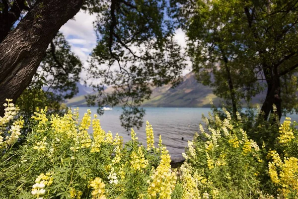 Μια Όμορφη Ορεινή Λίμνη Που Περιβάλλεται Από Φυτά — Φωτογραφία Αρχείου