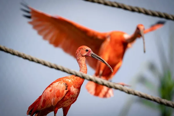Ένα Κόκκινο Ibis Πουλιά Σκαρφαλώνουν Στο Ξύλο — Φωτογραφία Αρχείου
