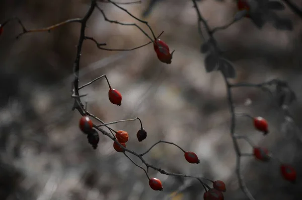 Selective Focus Dried Rose Hips Forest Dark Blurry Background — Stock Photo, Image