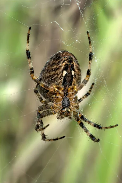 거미줄 거미의 클로즈업 — 스톡 사진