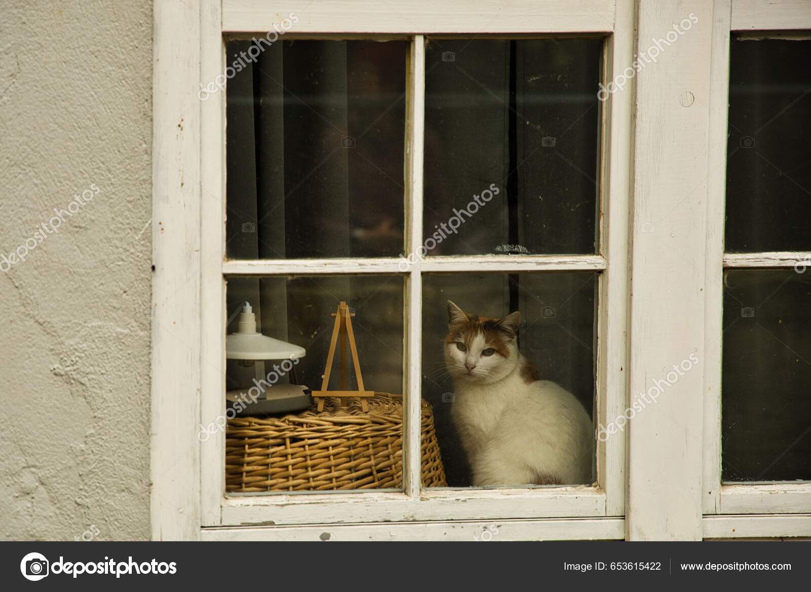 고양이가 바구니 아름다운 — 스톡 사진 © wirestock_creators #653615422, image size:1600x1167