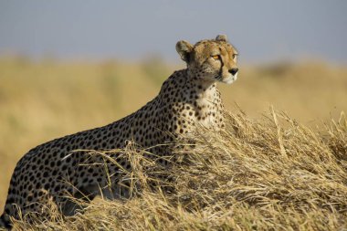 Serengeti Ulusal Parkı düzlüklerinde çita