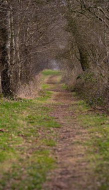 Ormandaki ağaçların arasından geçen bir patikanın dikey görüntüsü.