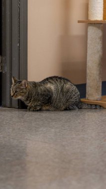 Gri çizgili bir kedi yatıyor ve ona doğru bakıyor.