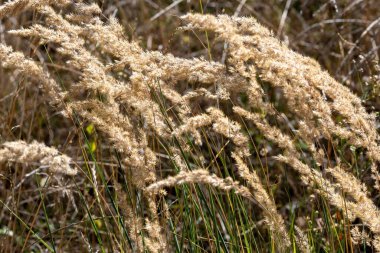 Geniş bir ot tarlasına yakın çekim, meltemle savrulan kalamagrostis.