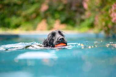 Vaucluse, Avustralya 'da havuzda yüzen siyah bir İngiliz Cocker Spaniel' in yakın çekimi.