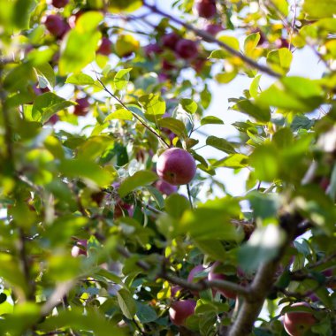 Düşük açılı elma yetiştirme görüntüsü